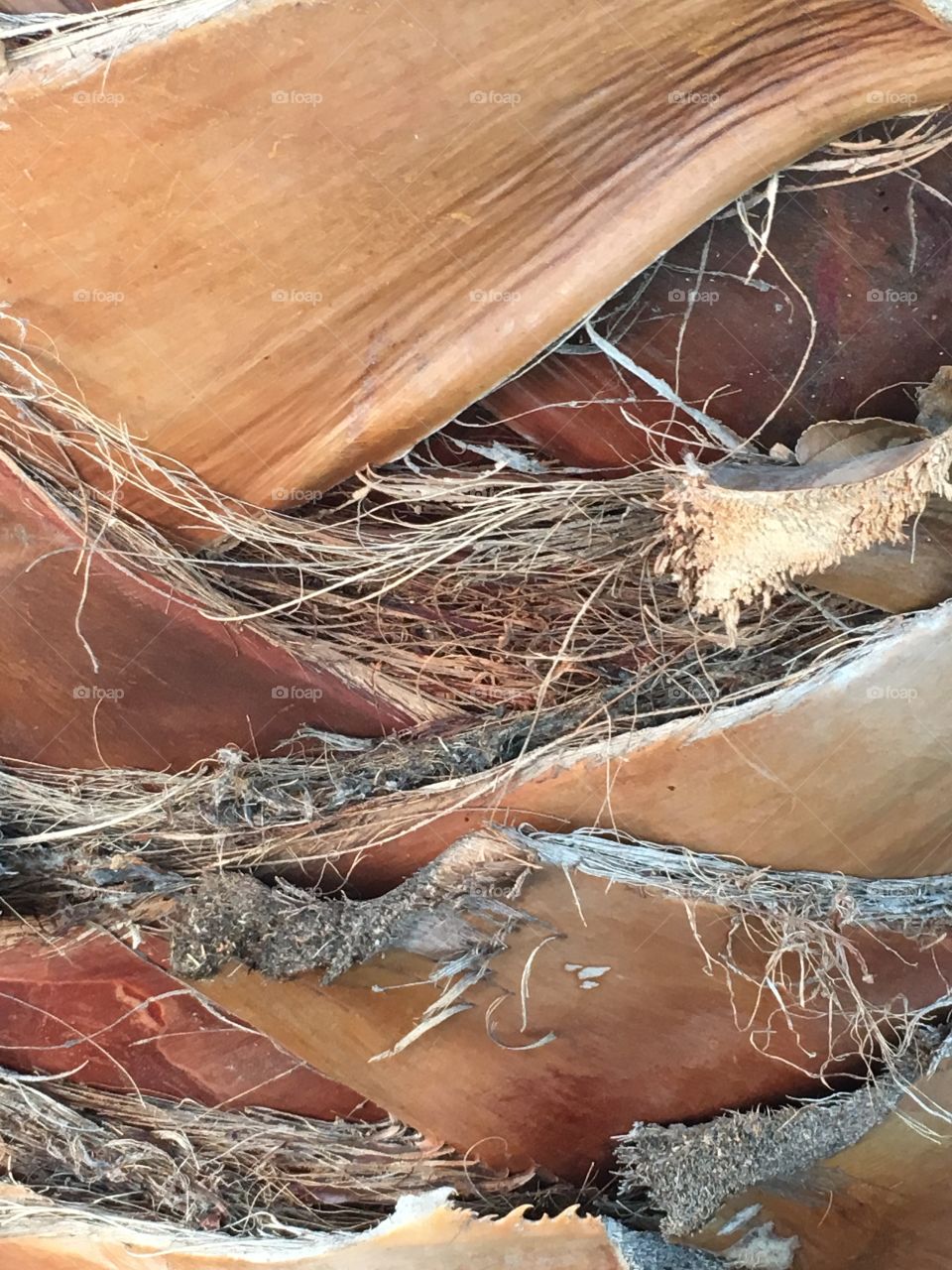 Palm bark