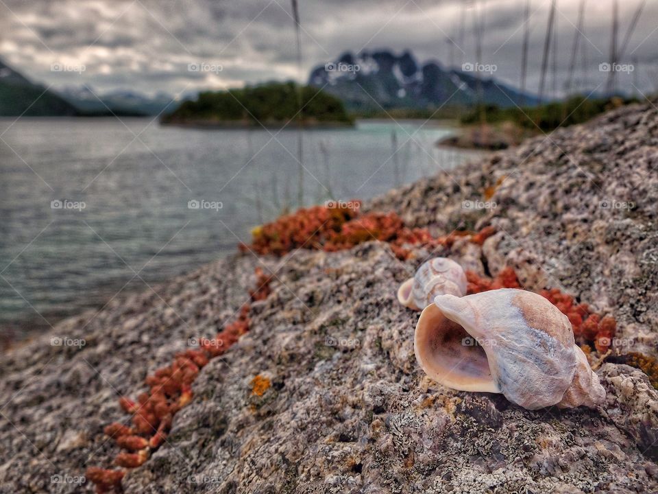 Shell on rock.