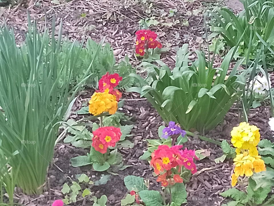 Primulas, Hackney Park, Spring 2024