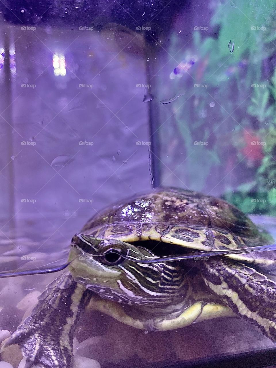 Turtle