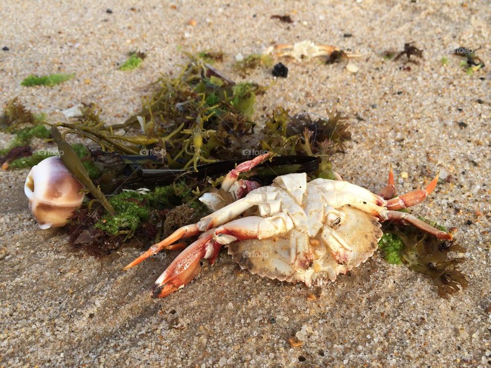 Washed up on the beach