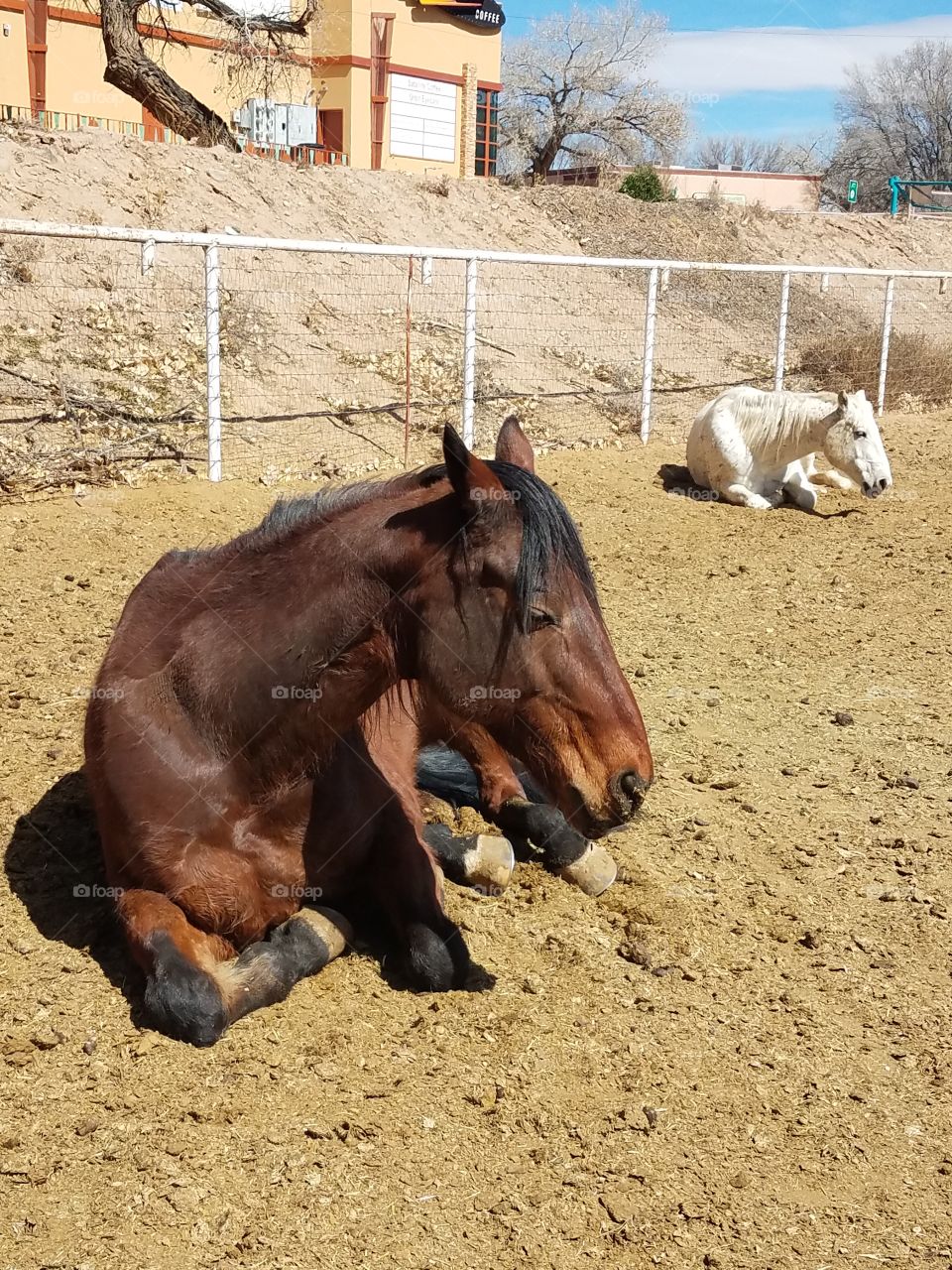 Two resting horses