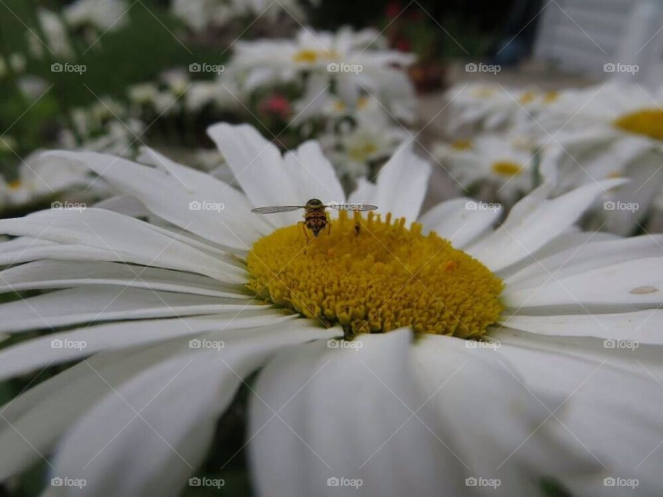 Daisy and a mini bee