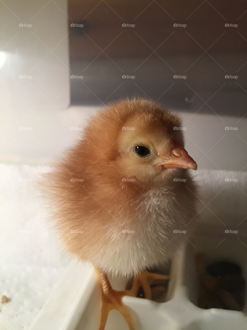 3 day old chick 