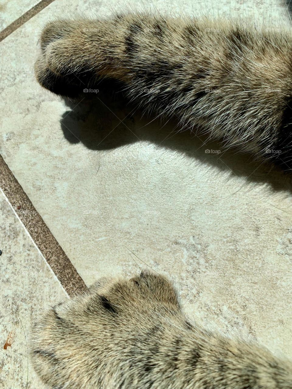 Cat Paws 6 Toes Sunbathing 