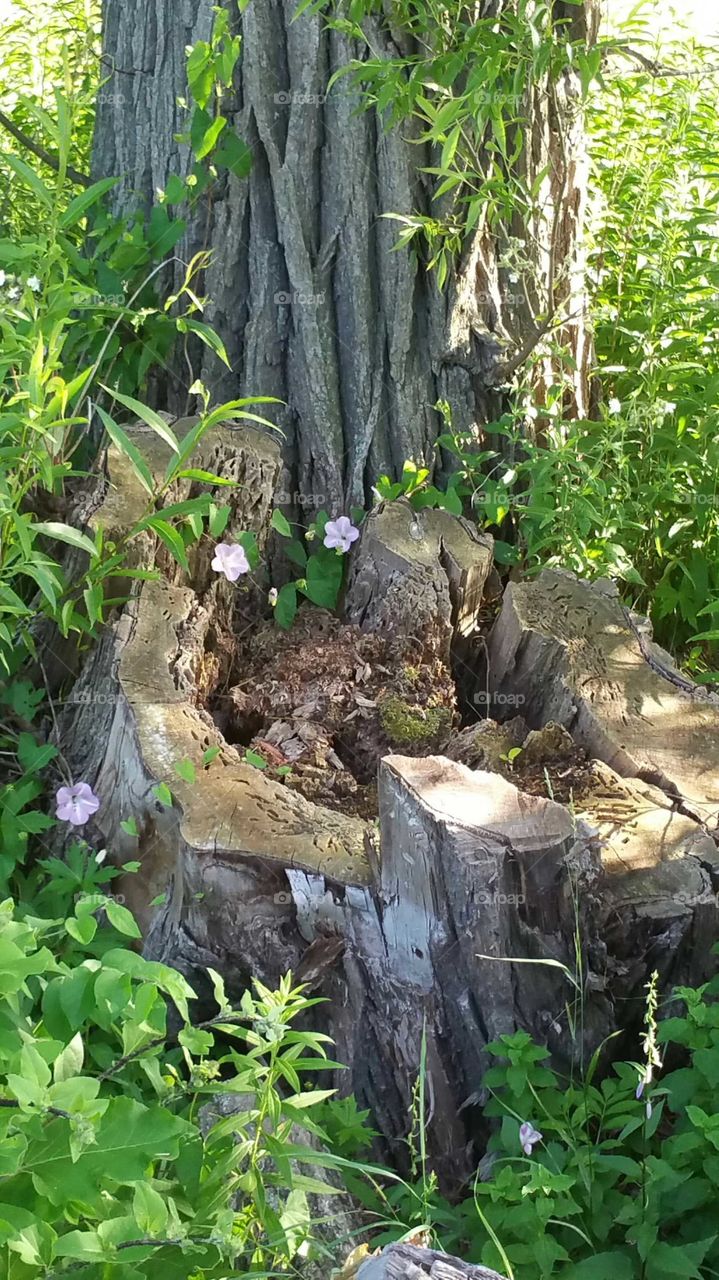 Life after death. Flowers in the stump.