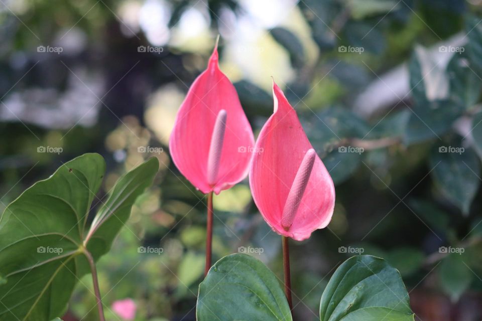 Beautiful pink lace leaf Anthurium flower in a garden with blurry background 