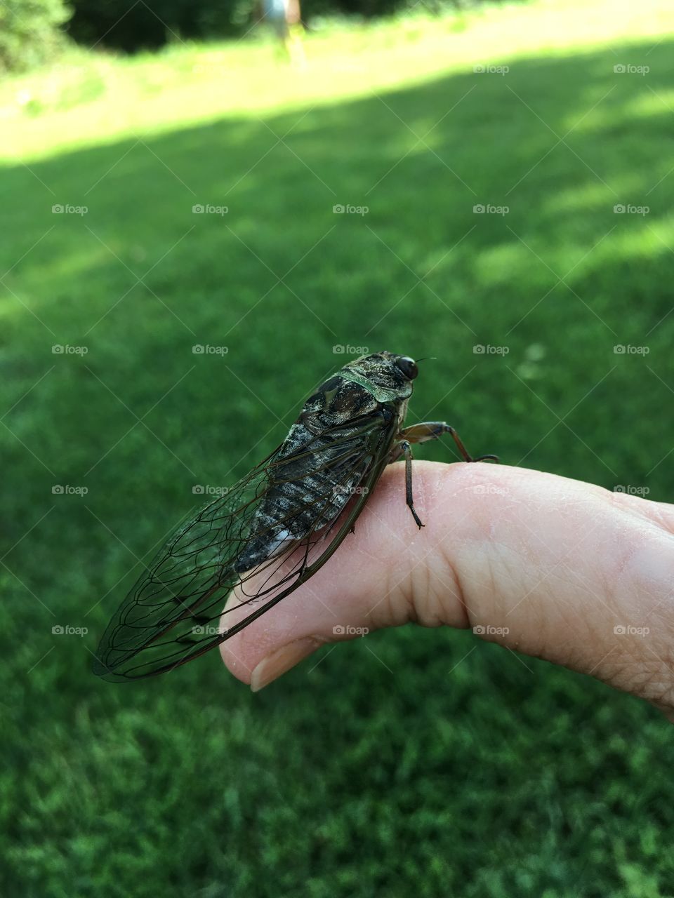 Braving the Cicadas
