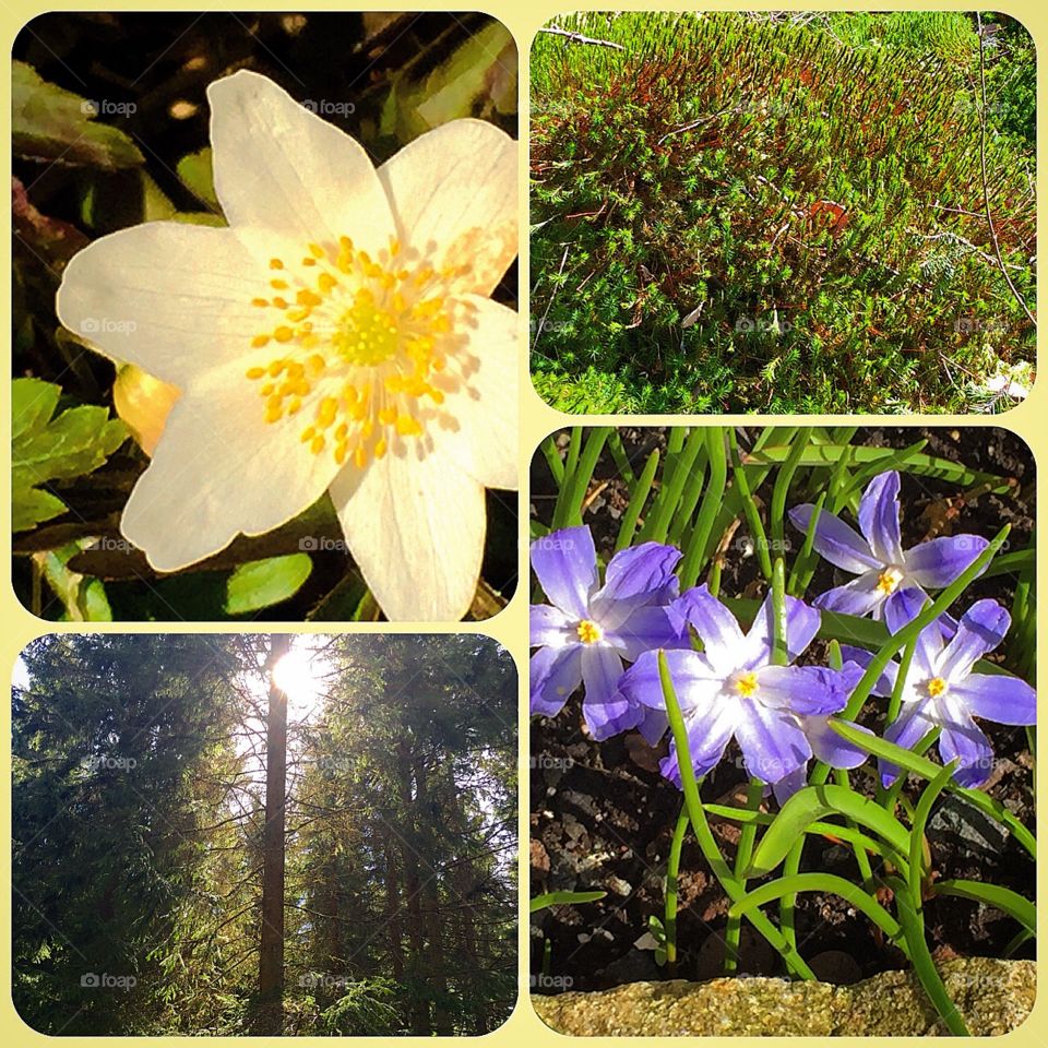 Vår!. Skogens skatter