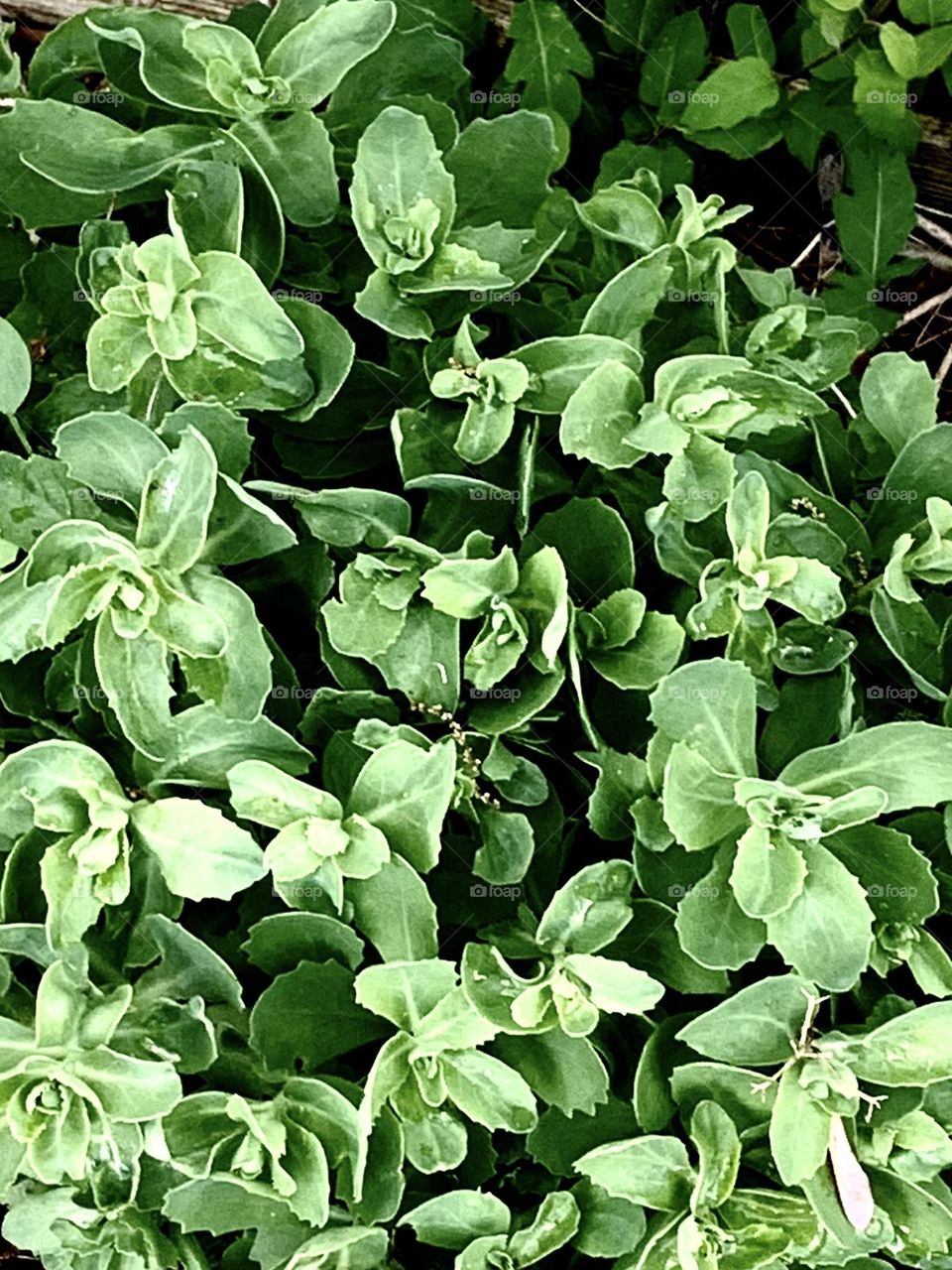 Spring greenery 