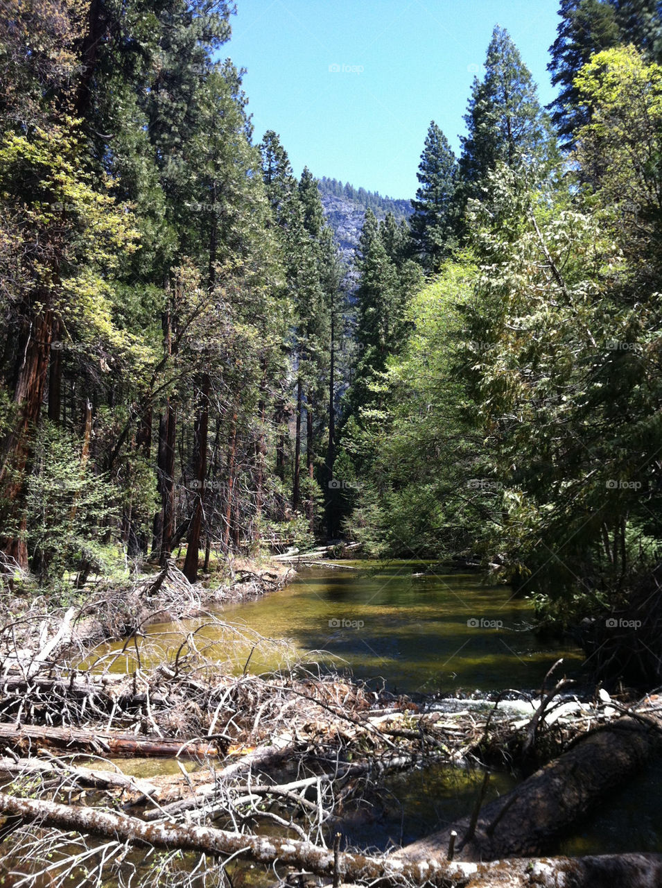 Valley Greenery