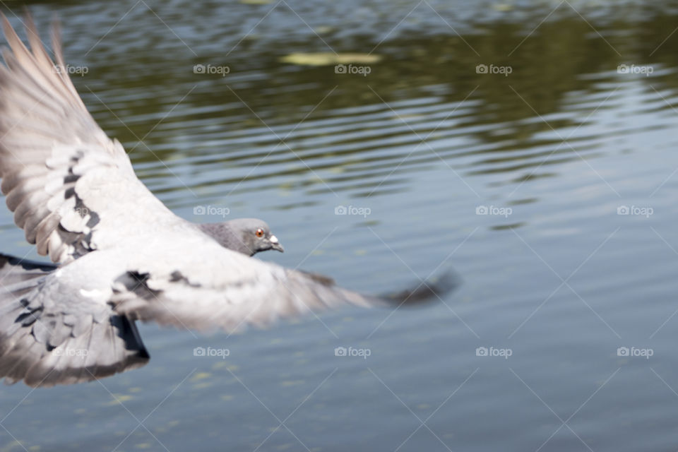 Flying pigeon