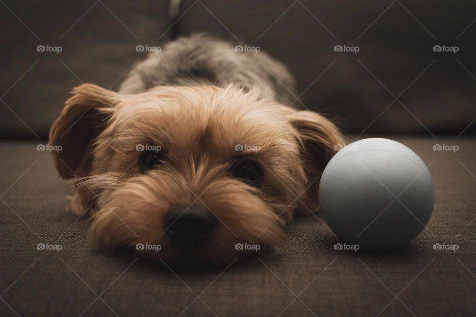 Yorkshire Terrier - Name: Sclipi - he likes photo shooting