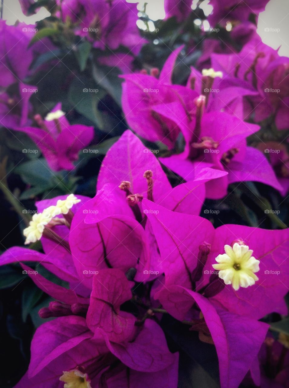 Bougainvillea season in full swing...