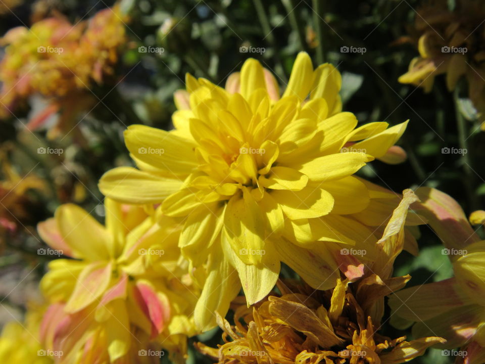 Yellow mums 
