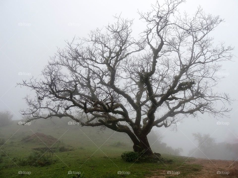 wilted tree during daytime
