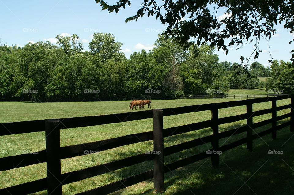 Horse farm in Kentucky. Driving through the back roads of Kentucky and enjoying the terrain, fences and horses.
