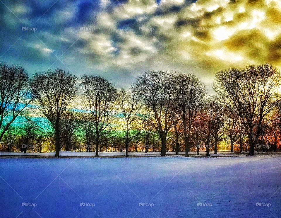 Chicago Series: Trees in Snow