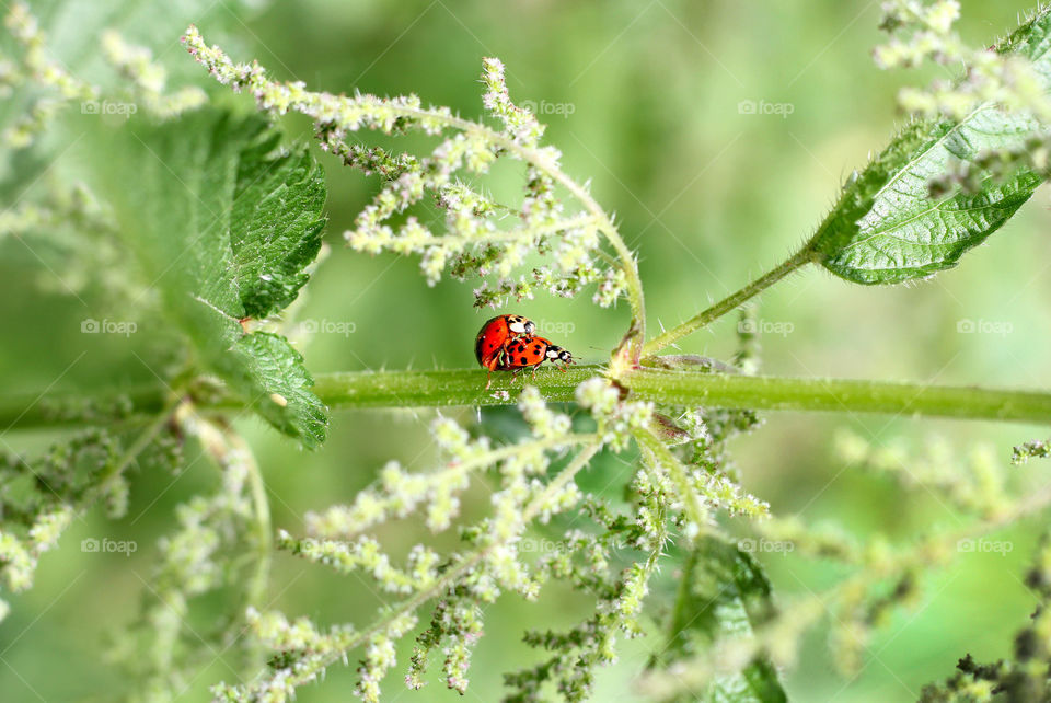 Nature of ladybugs love, close up