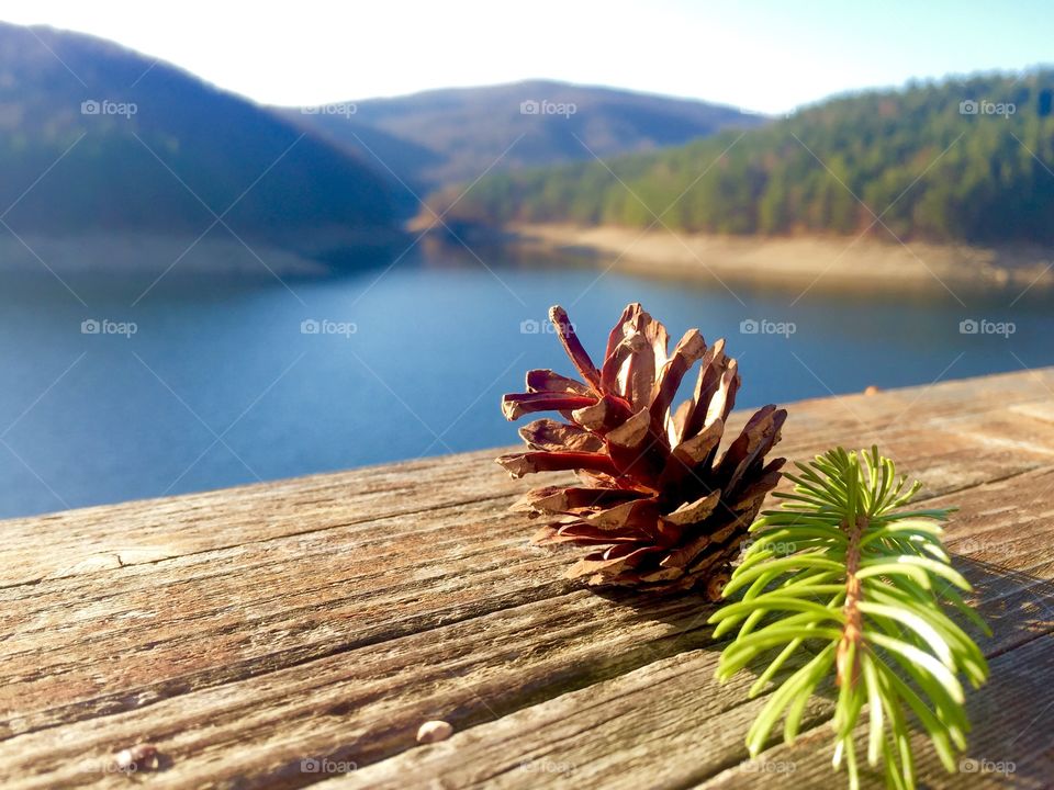 Pine cone with tree branch