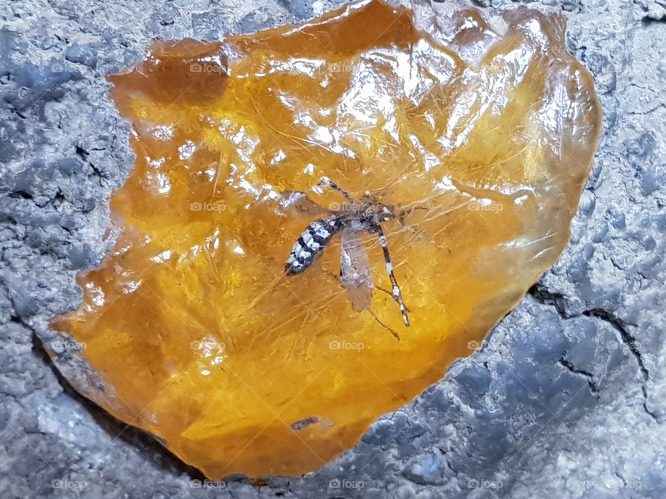 Mosquito in Stone