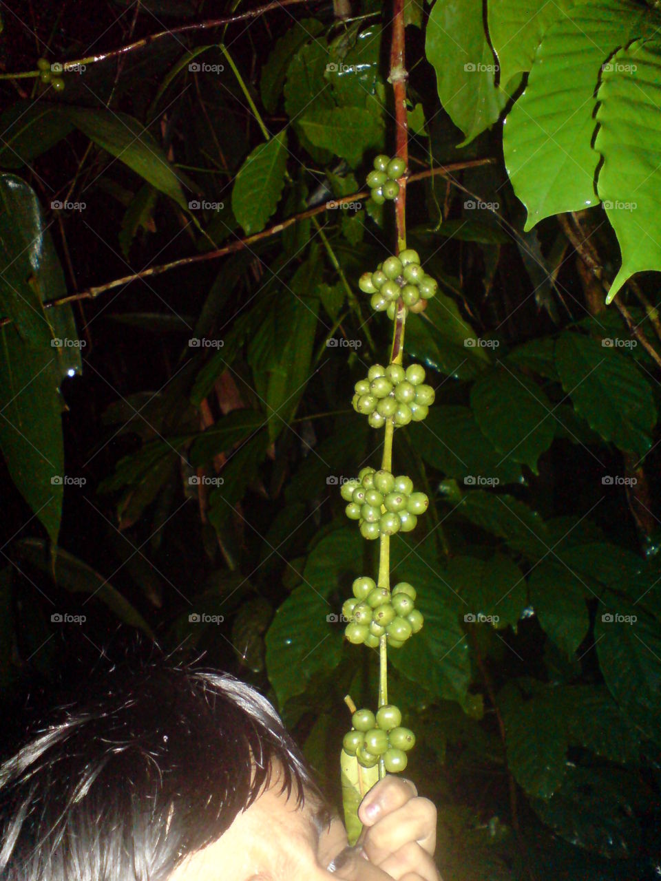 Green Coffee Beans