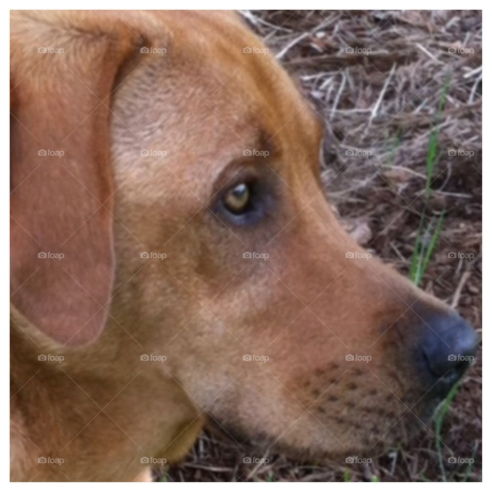 Yellow Lab