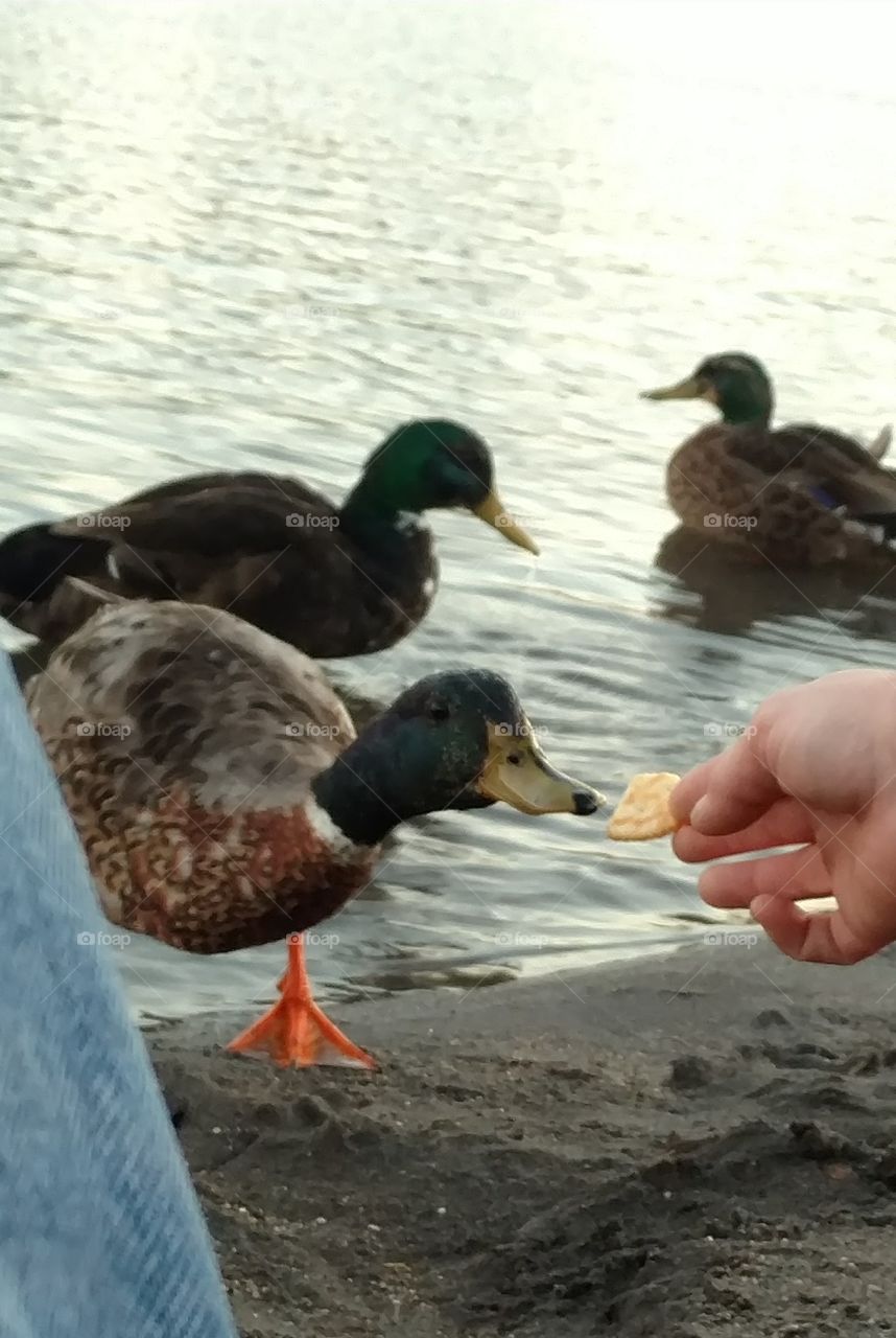 Feeding the Ducks