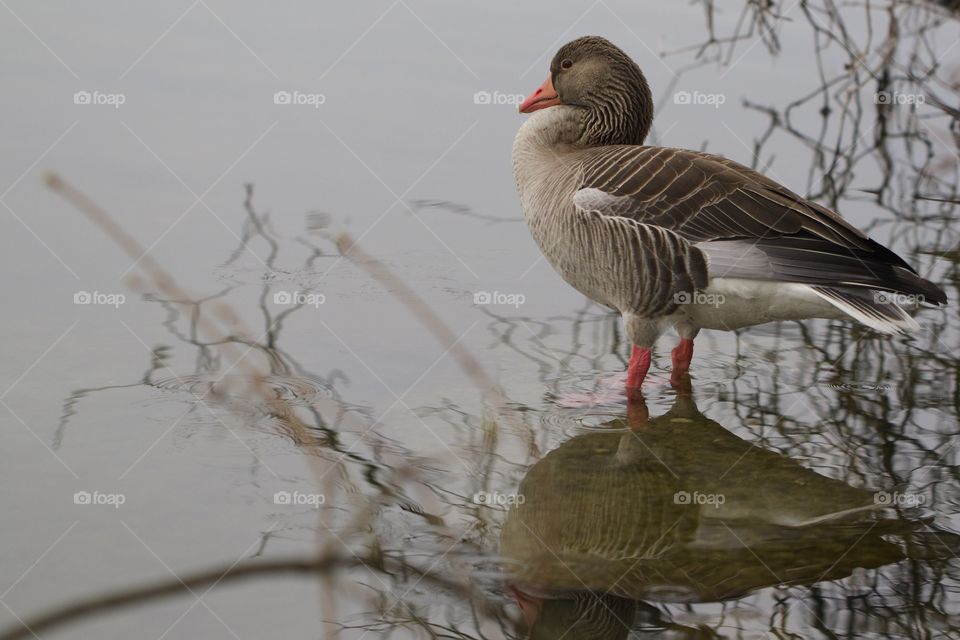 Duck standing in water