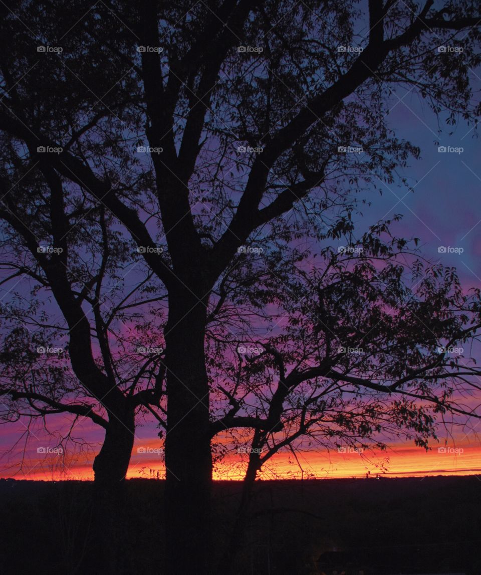 Sunset with tree silhouette 