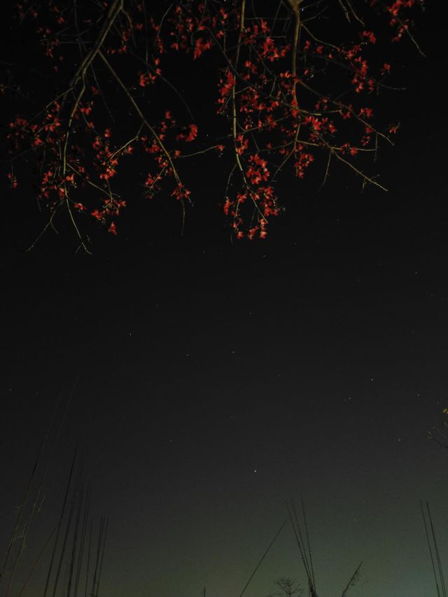 A picture of flower tree 🌲