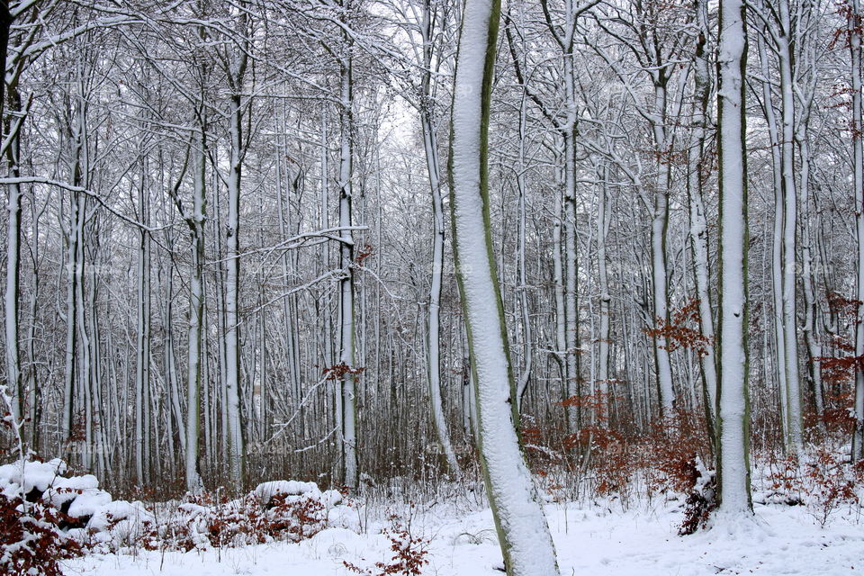 Beautiful winter in the forest. Trees covered with snow.