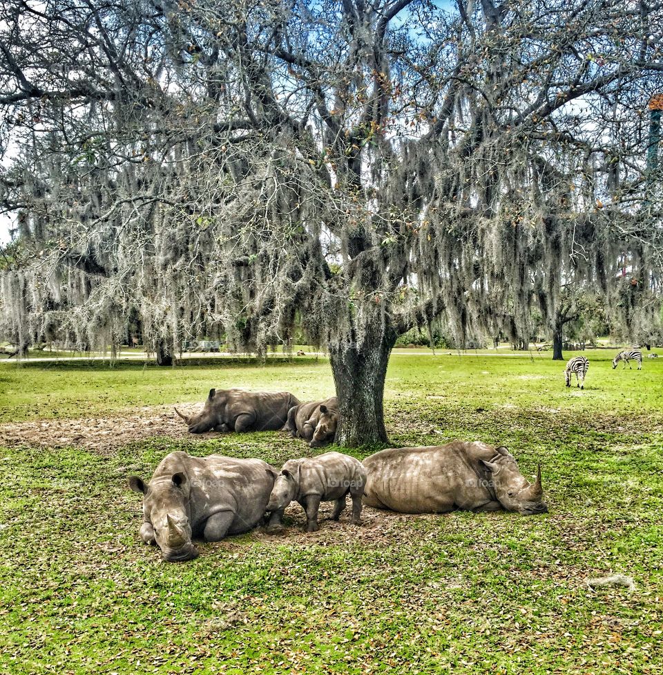 Rhinoceros are under the oak with Spanish moss