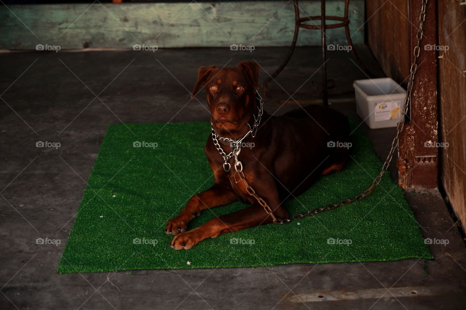 brown dog green mat