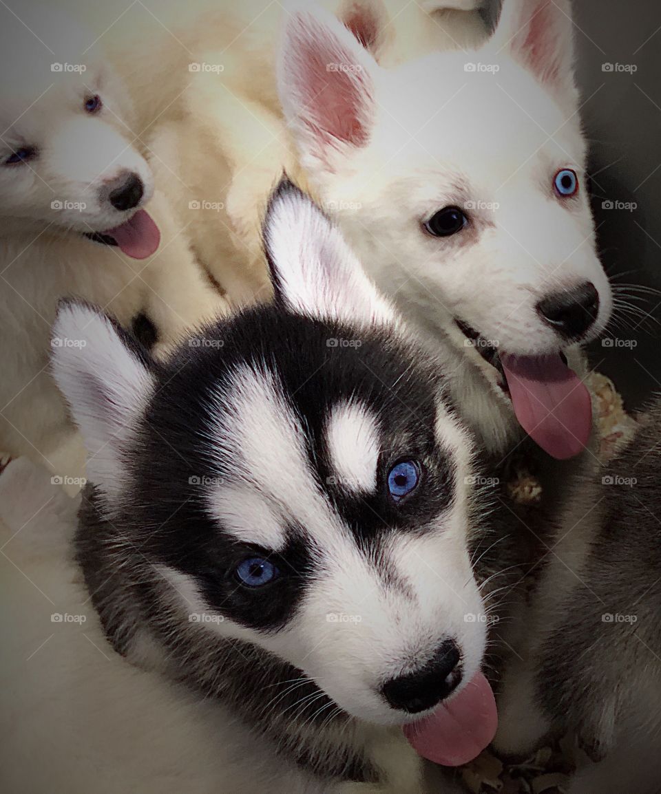 Piercing blue eyes of an adorable puppy with his siblings.
