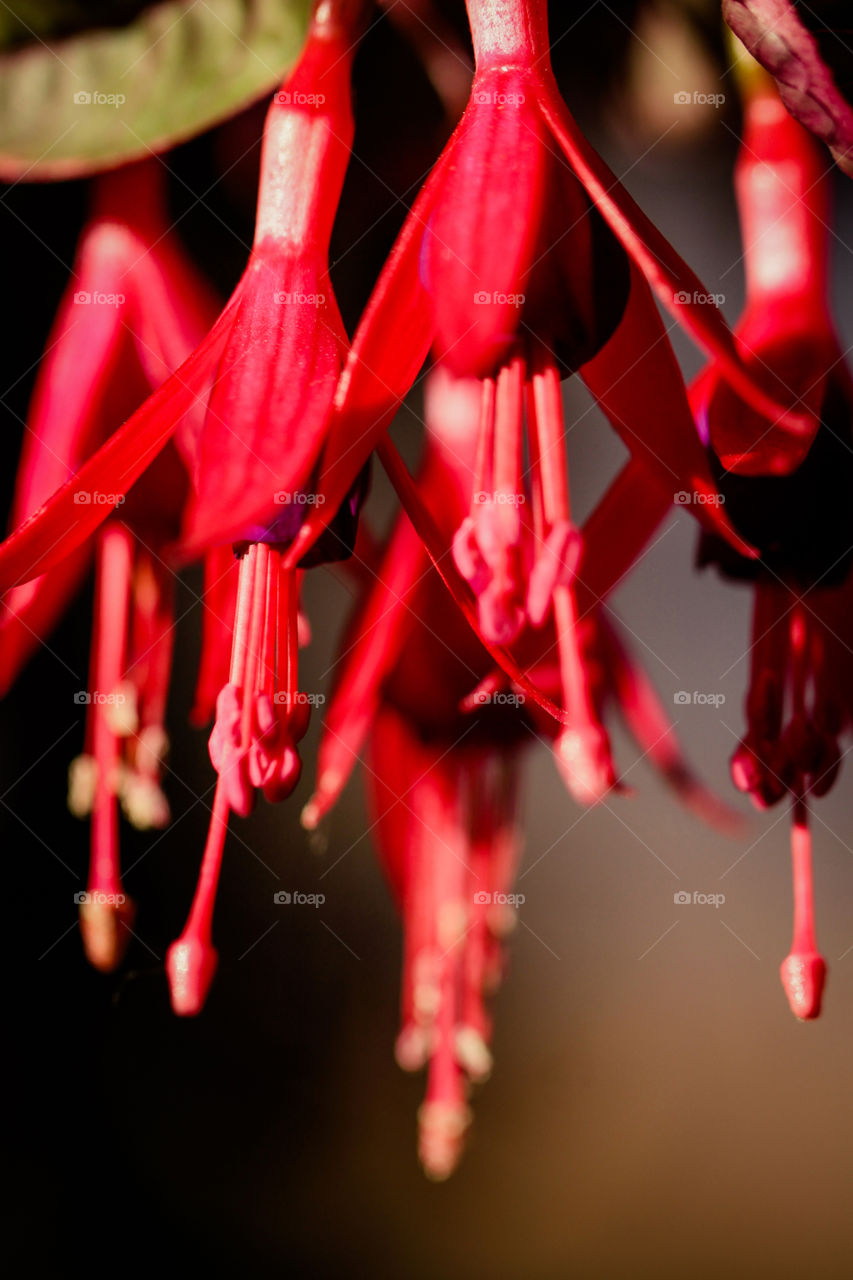 red flowers. rrd flowers happy in sunset moment