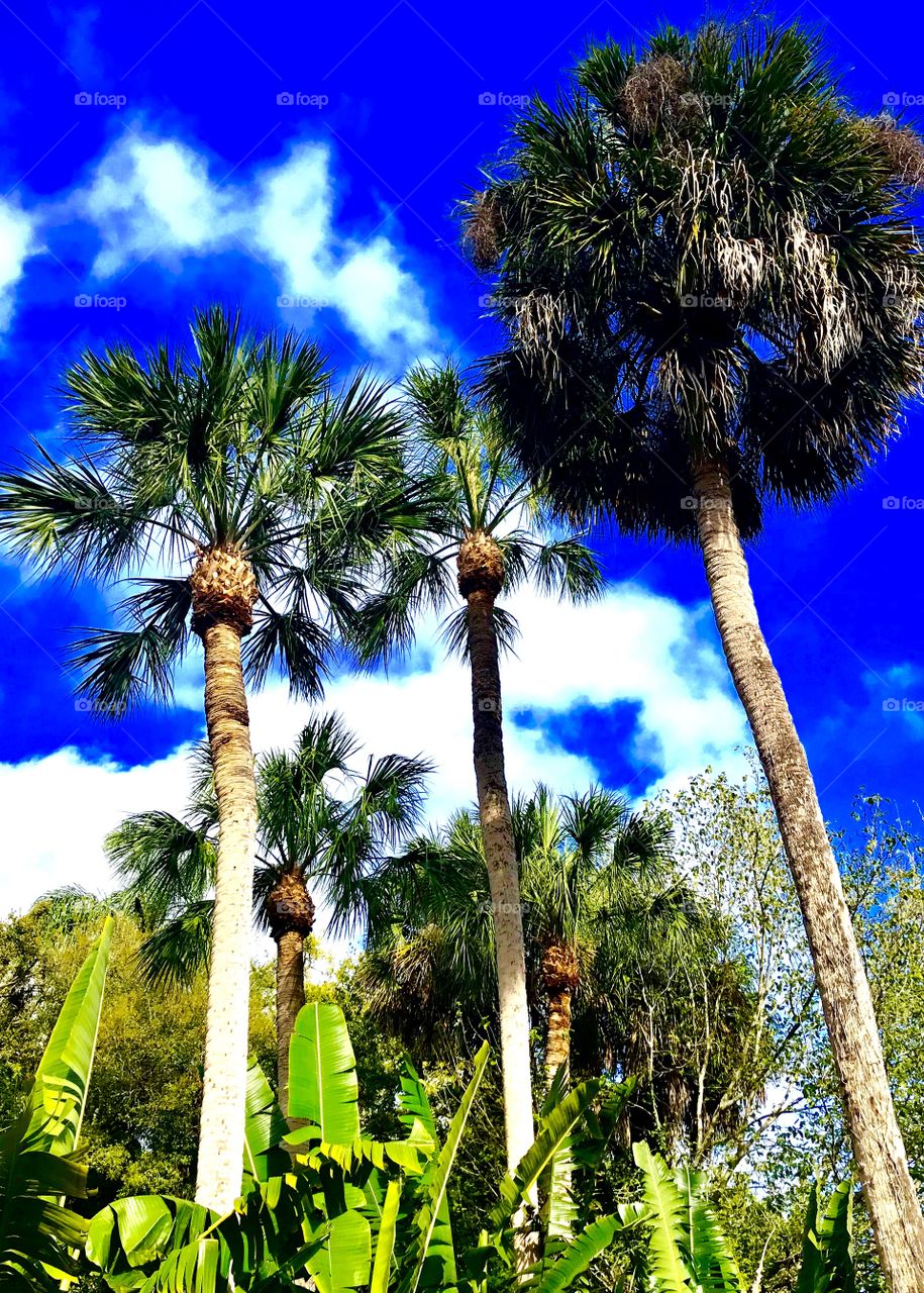 A beautiful scenario of Florida on spring time! Different kinds of palm trees mixing lights in the dark green under a dark cloudy blue sky