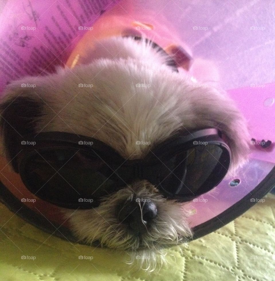 Dog wearing shades
