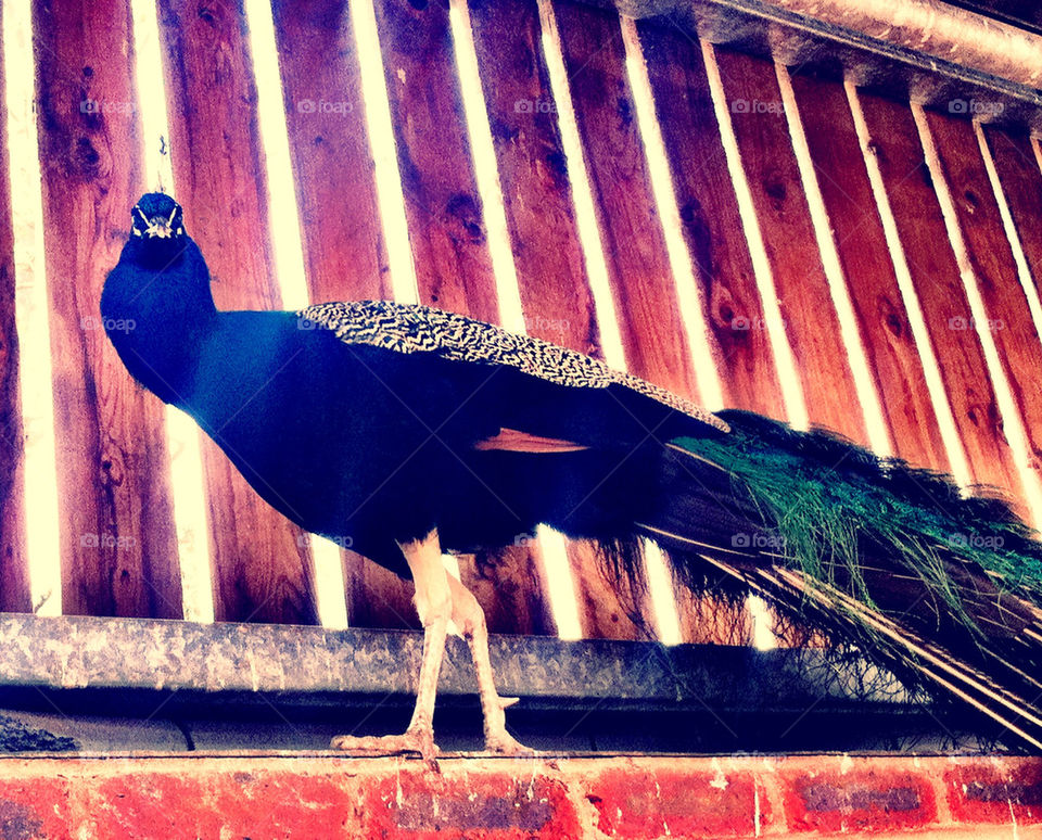 Peacock walking along a wall