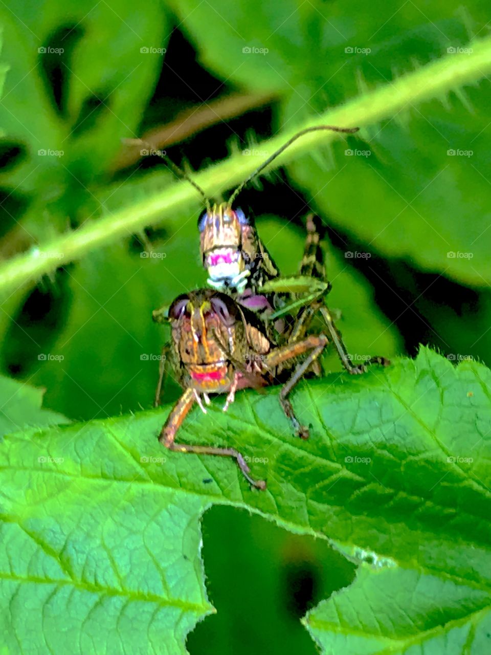 Hanging out with the hoppers