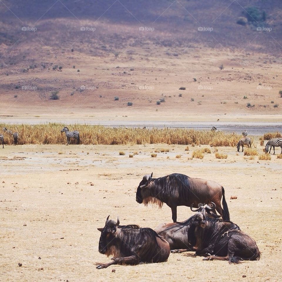 wildebeests in the ngorongoro crater