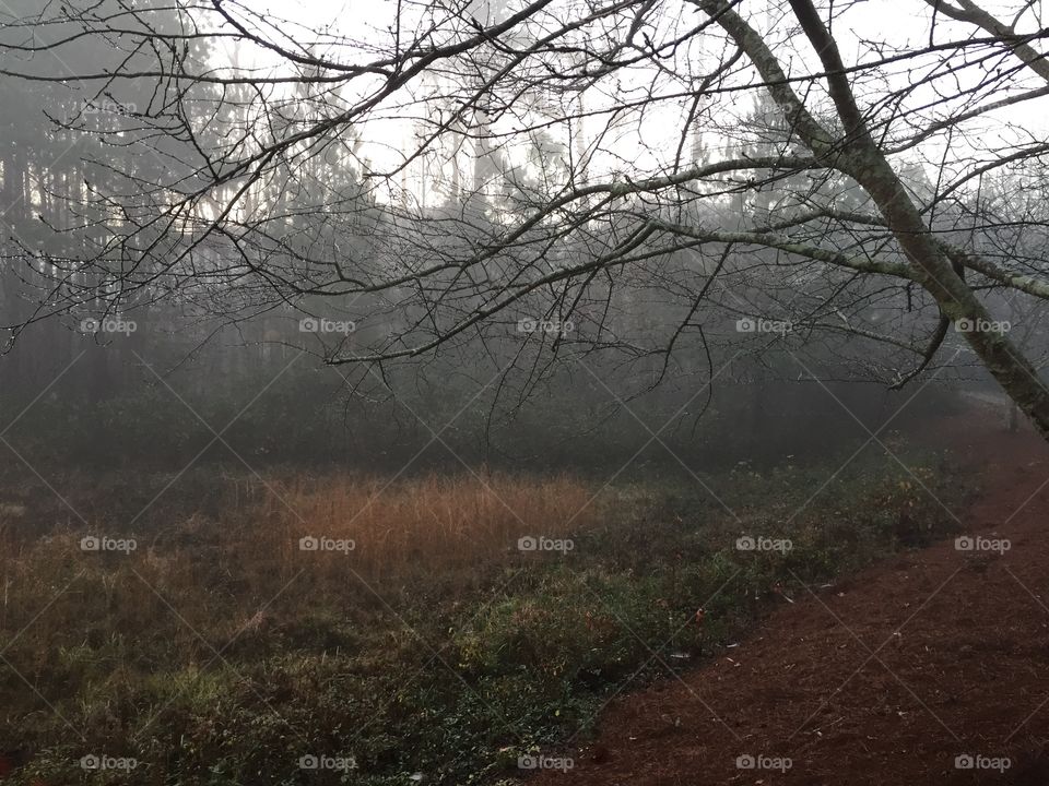 Foggy trail