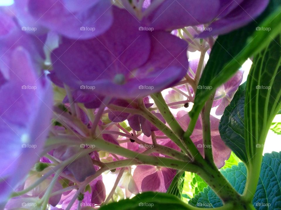 Beautiful Purple Hydrangea Bloom
