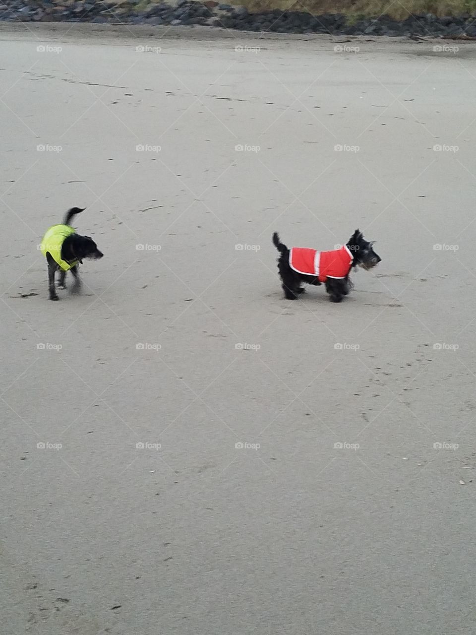 Beach dogs