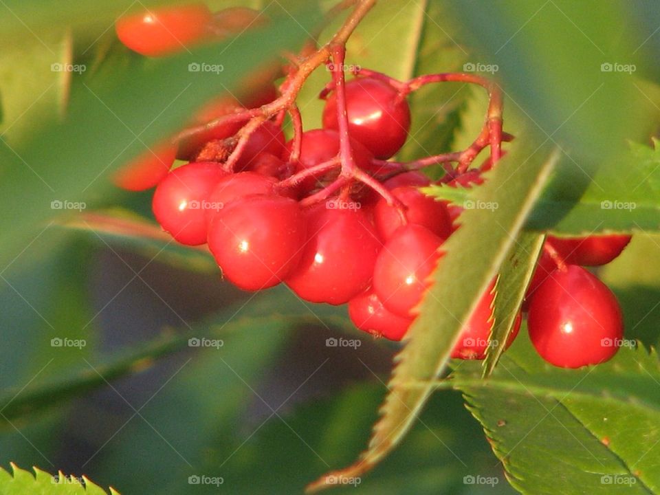 Berries