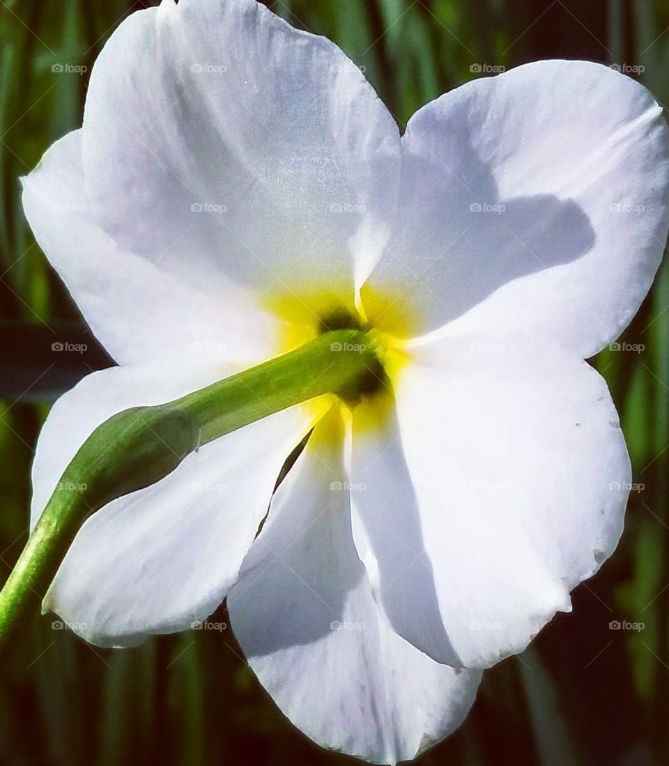 Back of a daffodil