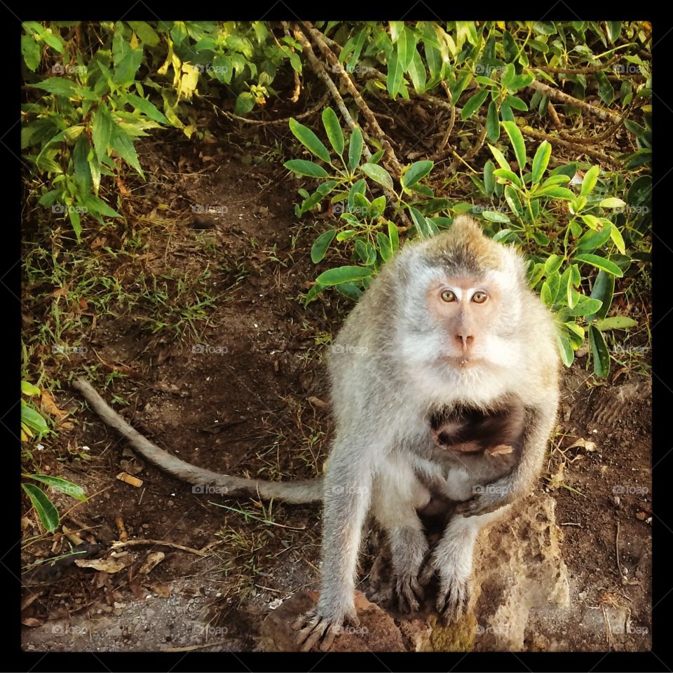 Monkey business . After climbing mt batu volcano in bali these cheeky monkeys were on the track down 