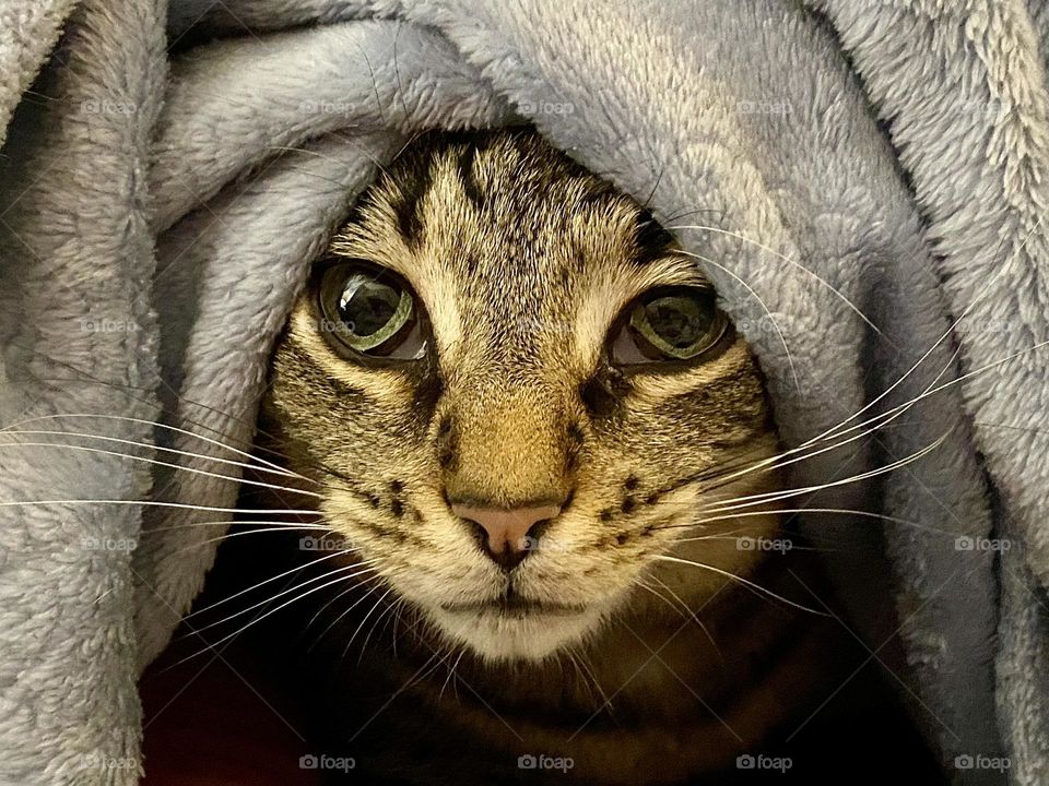A brown tabby cat hiding under a blanket