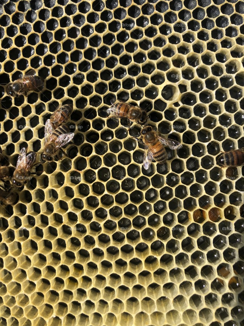 Laying workers example, laying workers, comb, wax