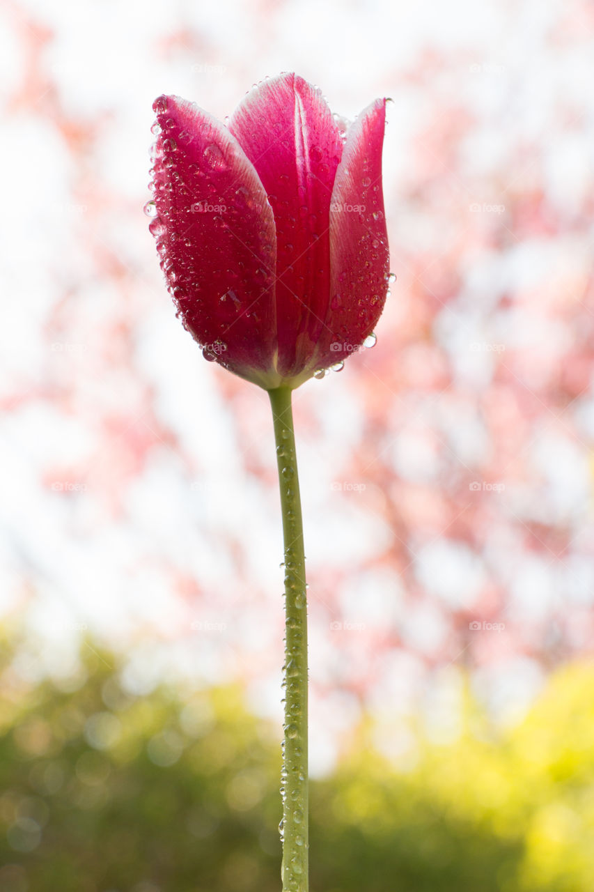 Nature, Flower, No Person, Summer, Tulip